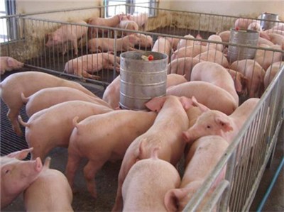 大型生猪企业期待完善产业套期保值链，期待生猪期货上市！
