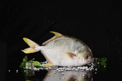 “双节”将至，金鲳鱼价格普遍上涨，普遍上涨0.4元/斤！
