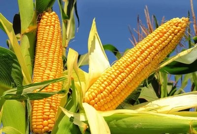 玉米“领跑”秋粮收购已逐渐达到顶峰
