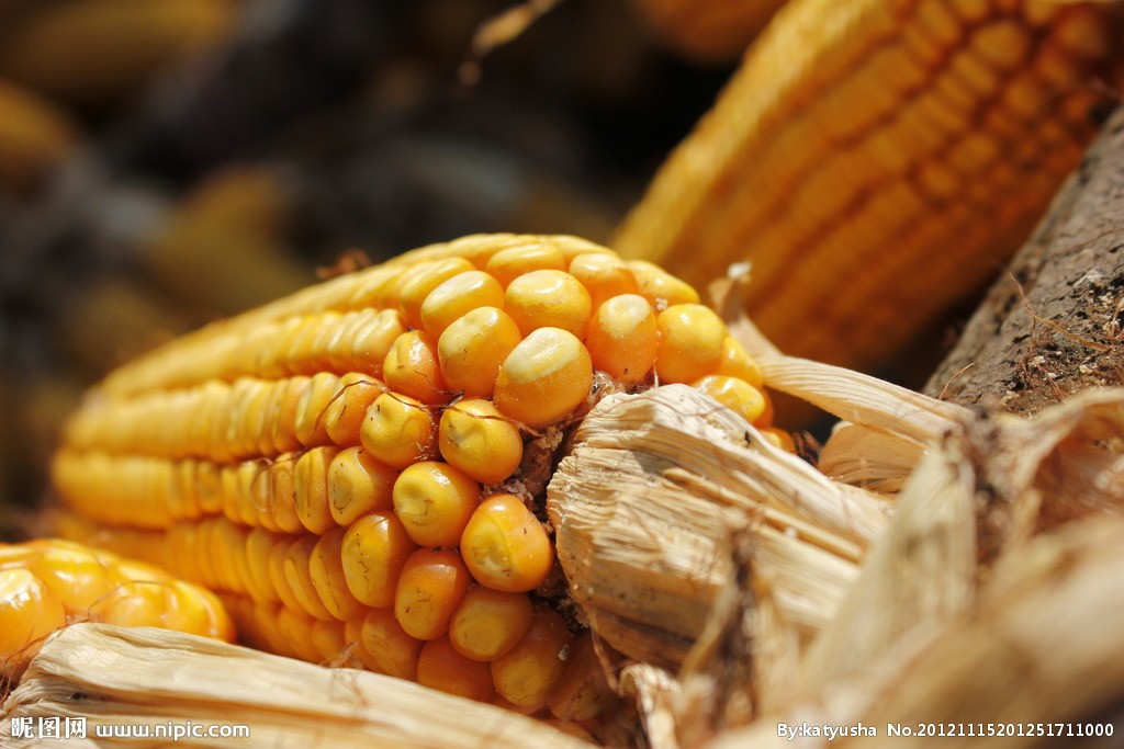 玉米价格高背后是风险还是机遇？
