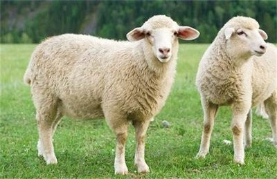 为什么育肥羊有黄色肥肉？有哪些方法可以预防黄脂肪病？
