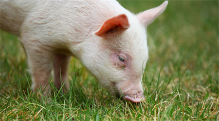 一小撮“免费钱”的土壤解决了养猪场的两大难题，养猪户很早就从中受益。

