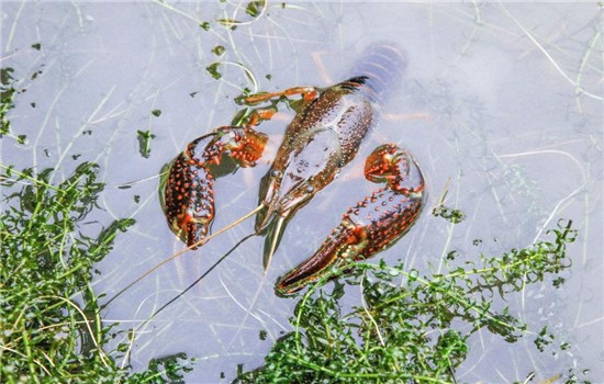小龙虾的人工繁殖方法有哪些？小龙虾怎么人工养殖？
