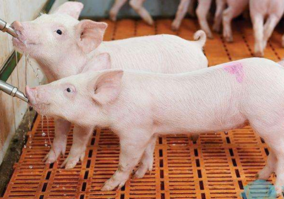 农业和农村事务部:全国生猪生产能力已恢复到接近正常水平
