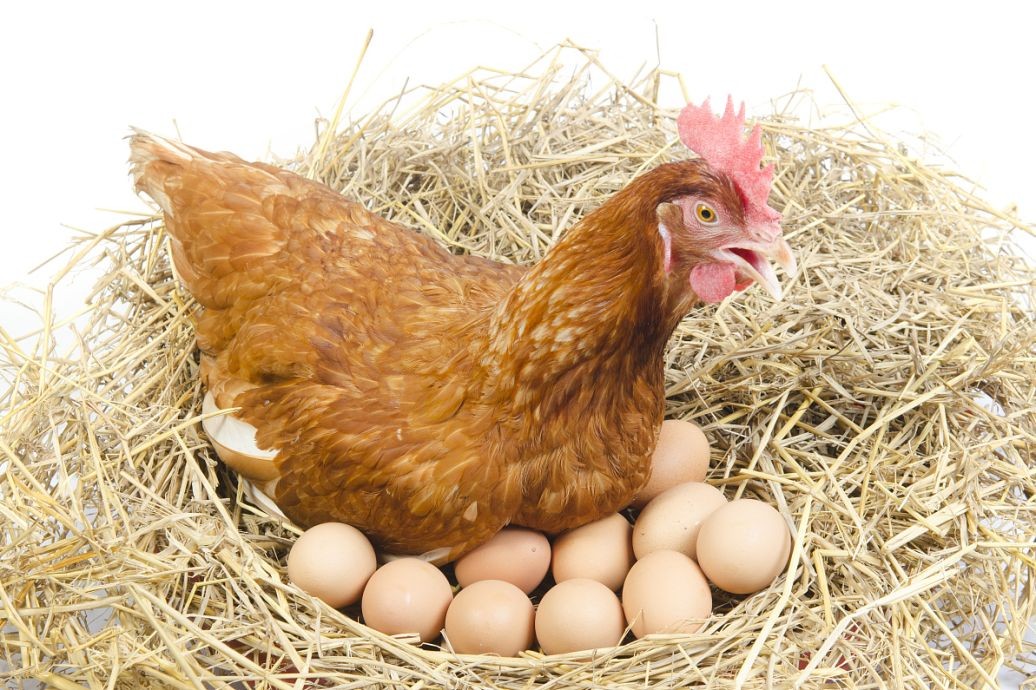 高成本下蛋鸡养殖户的生存