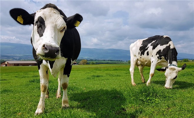 养殖奶牛严格控制冬季“五关”
