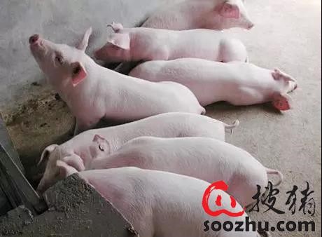 【护猪】流动猪场如何管理和保护猪？