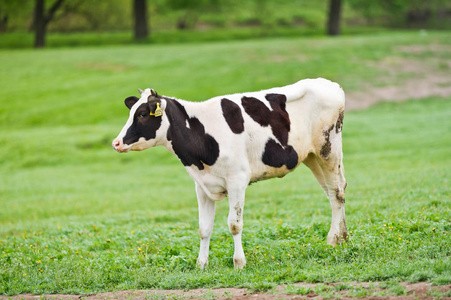 怎么养小牛？犊牛的饲养要点和管理方法有哪些？
