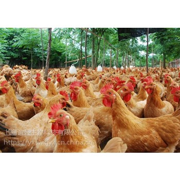 由于疫情的影响，美国将宰杀200万只健康的鸡，不能加工成鸡肉
