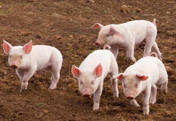 养猪场得了猪瘟。应该如何快速控制疫情？
