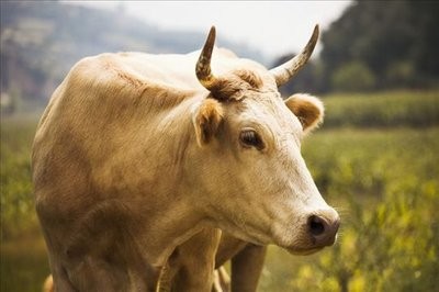 牛什么时候适合配种？奶牛养殖中的注意事项