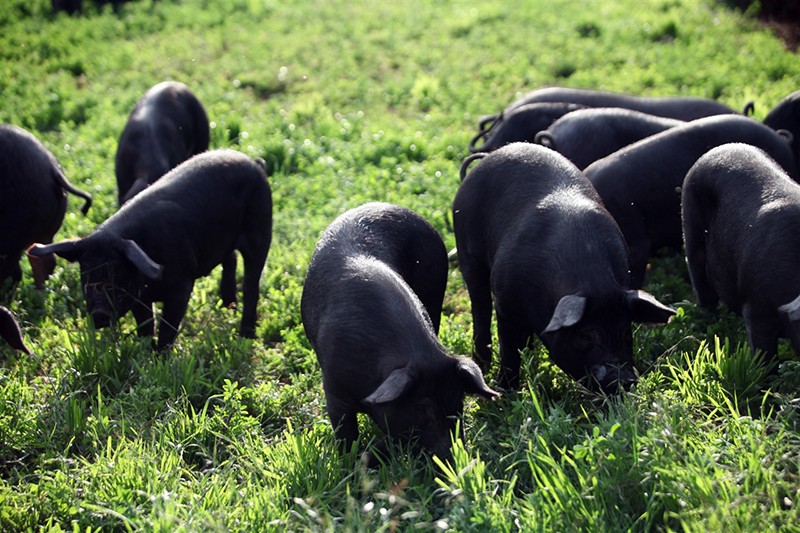 2020年黑猪养殖市场前景如何？黑猪如何饲养管理？
