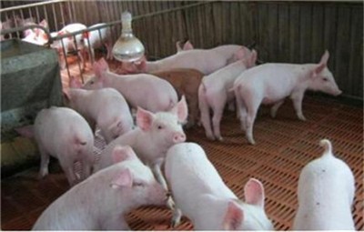 高肉价局在汛期导致猪肉供应紧张的情况下还能坚持多久？
