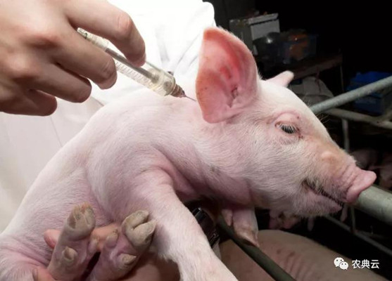【技术】猪场常用的10种疫苗的使用及注意事项！