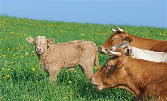 新生犊牛的护理
