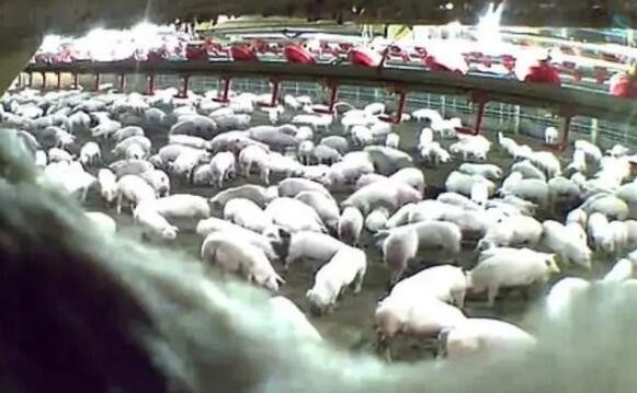 美国一千多头猪被生产者杀死，60度蒸死，猪哭得太厉害
