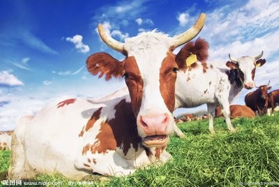 奶牛养殖应该做哪些工作？
