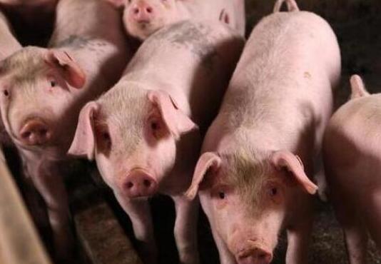 龙达肉类暂时放弃四川三市生猪产业链项目