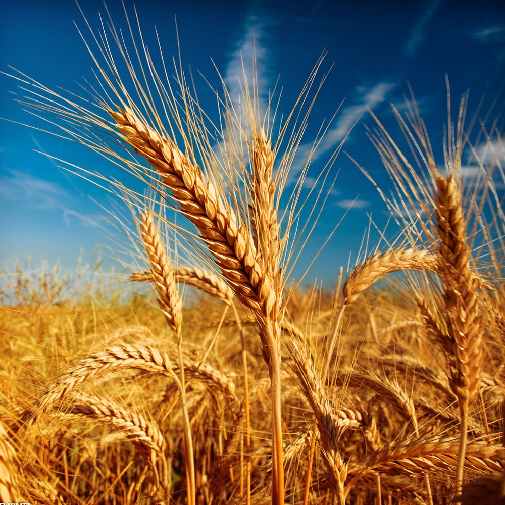 如有必要，乌克兰准备禁止小麦出口

