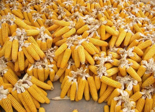 粮食安全受到重视，玉米豆粕市场前景看好？

