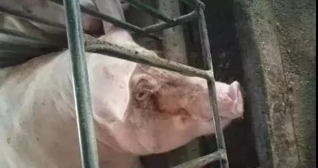 你应该知道这些母猪明显的身体信号！

