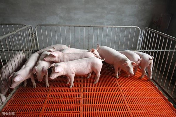 猪链球菌病很厉害，养猪的要慎重！

