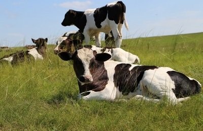 如何提高奶牛产奶量？影响奶牛产奶量的因素有哪些？
