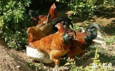 如何饲养管理散养鸡？
