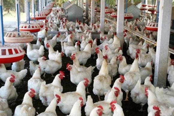 3月23日，CFT鸡评论称，鸡蛋价格大幅波动，白羽鸡价格波动并回调