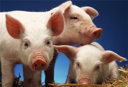 新冠肺炎疫情下上半年生猪价格走势最新分析！
