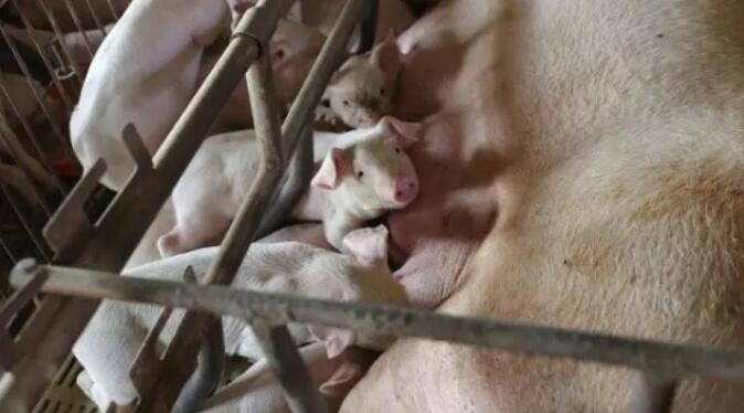 拯救“猪圈危机”:安徽省人大呼吁加大对地方猪种的保护力度