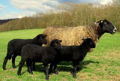 黑山羊育种的发展趋势
