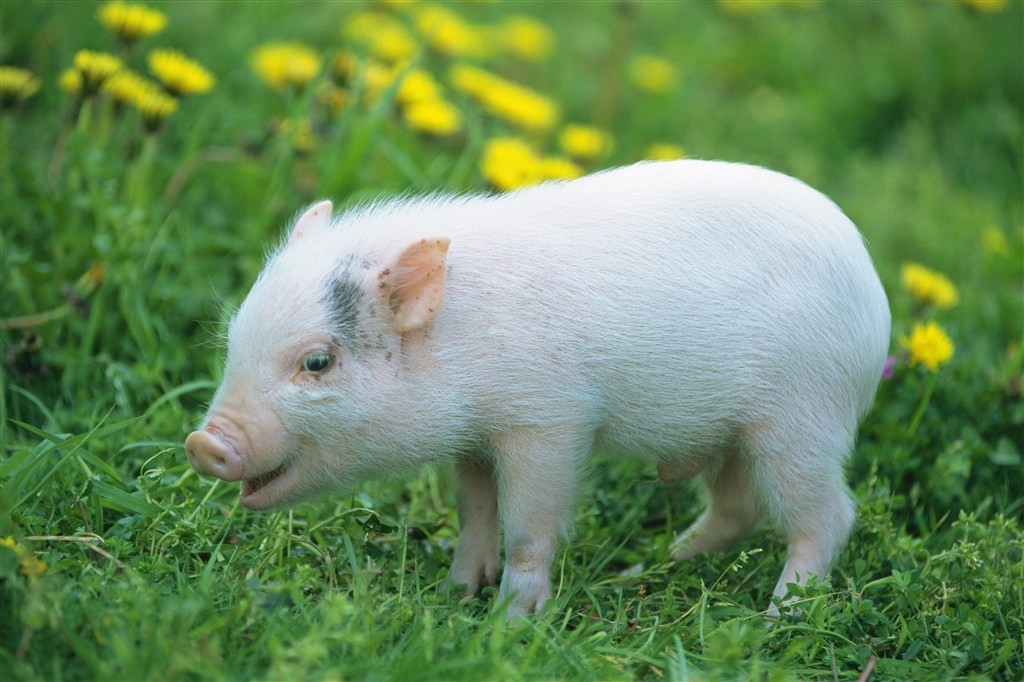 生猪市场出现“大转折”，反击的机会来了？
