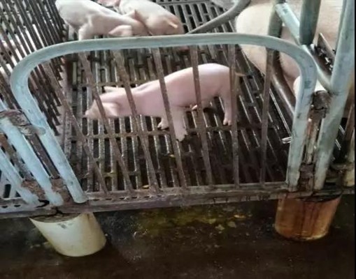 炎热的季节，产房的小猪为什么还经常拉肚子？
