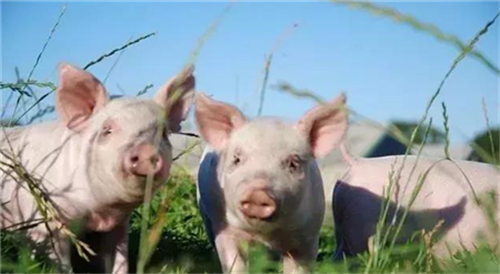 年底，北方生猪价格半个月涨幅超过5%