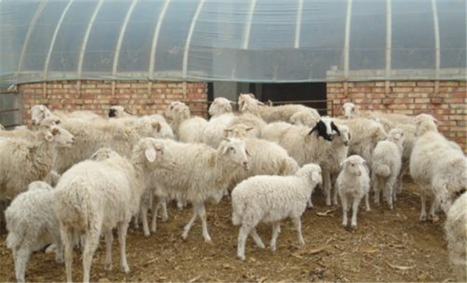 秋冬季肉羊饲养技术

