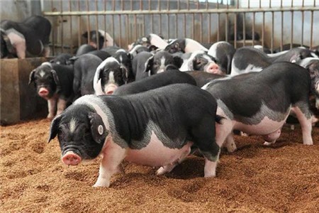 猪肉股集体上涨！许多地方供不应求，生猪价格正在高位盘整
