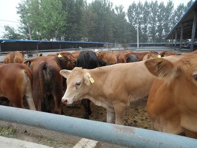 黑龙江省东宁市东宁镇大力发展肉牛养殖业。镇上有3500多头肉牛
