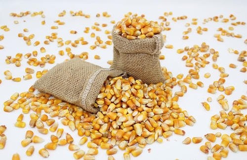 今年，饲料玉米的消费没有显著增加，这并不支持价格继续上涨
