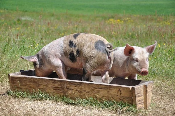 猪在热天吃得不好有几个原因。怎么解决？

