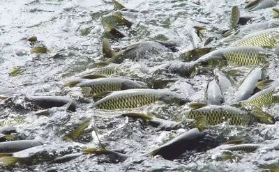 上一次，武汉东西湖东风，农民们争相收集和出售14万公斤的淡水鱼
