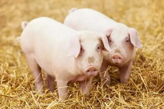 如何理解中央一号文件对生猪产业的政策取向