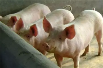 猪的价格有涨有跌，当地企业已经开始降低大型猪的价格