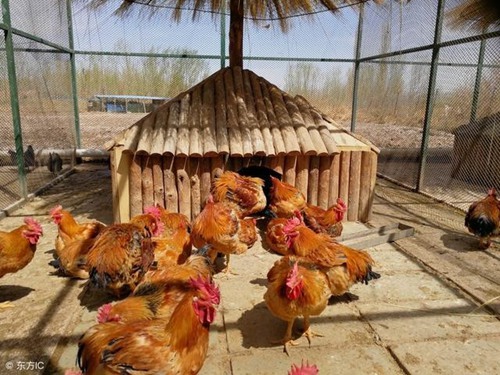 鸡舍常用的8种消毒剂的配制及使用方法。
