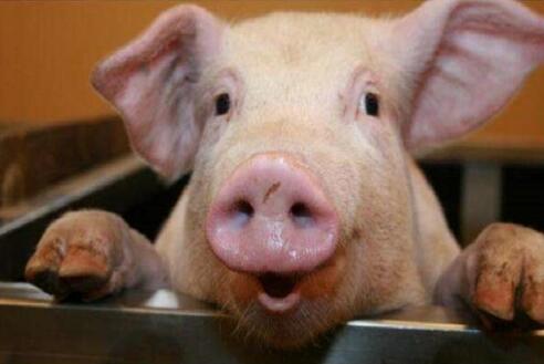 合肥生猪保险已成为稳定的生产。“安心丸”可将母猪保额提高到1500元/头