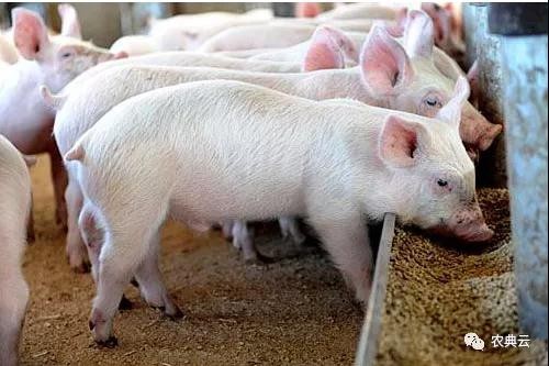 改善四个方面，全面解决育肥猪生长缓慢的问题
