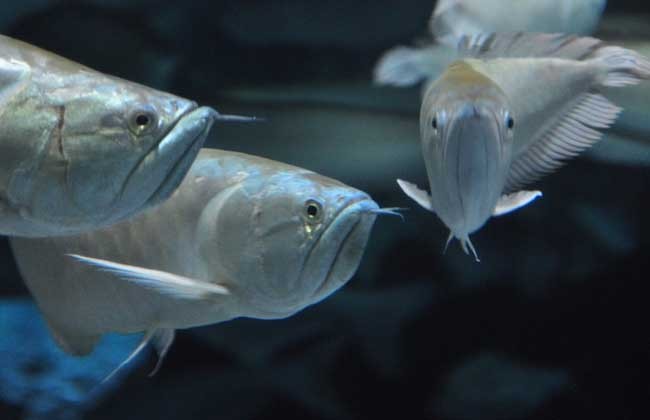 观赏鱼龙鱼怎么养？和这六种鱼混养？
