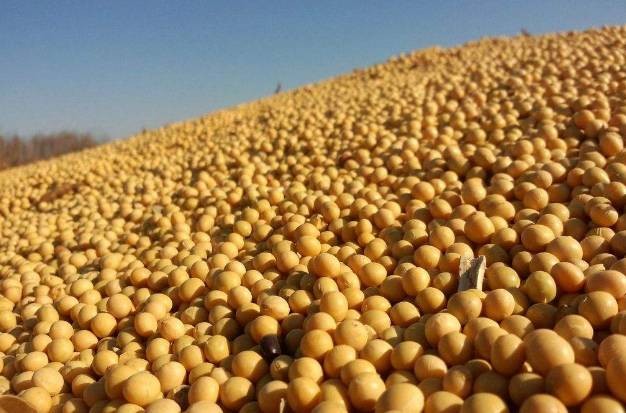 上周，中国购买了6万吨美国老豆和20万吨美国新豆