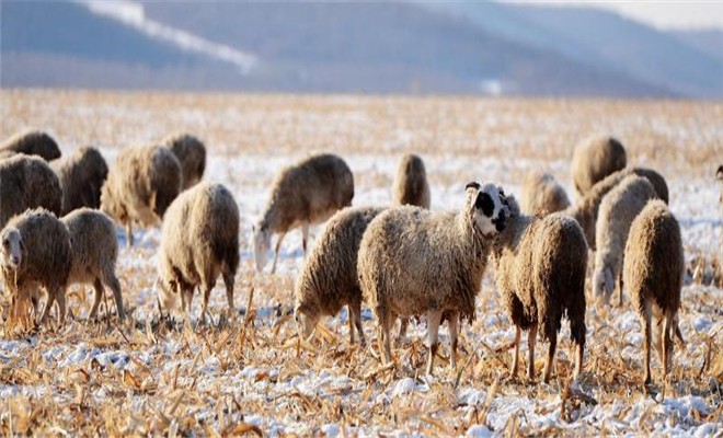 怎么养羊可以让羊听话不乱跑
