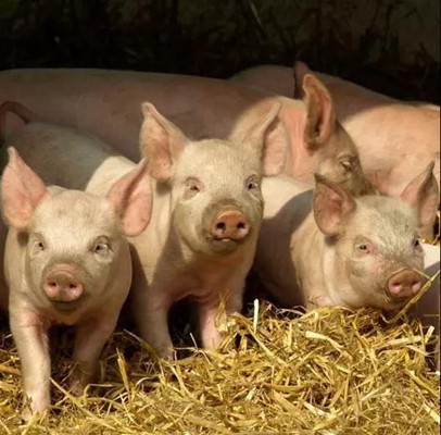 你知道养猪最重要的四个“周”吗？
